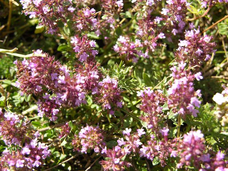 (24203)Thymus serpyllum,fleurs